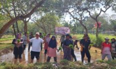 DKPP Sumenep Bersama BPP Dasuk Terapkan Inovasi Tumpang Sari untuk Tingkatkan Produktivitas Pertanian dan Ekonomi Para Petani 