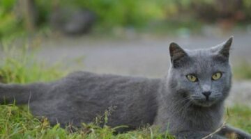 Festival Kucing Busok Raas 2025 Siap Gebrak Panggung Nasional